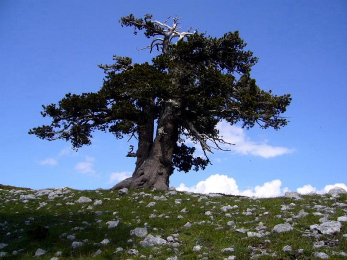 B&B Sole Del Pollino โรตอนดา ภายนอก รูปภาพ